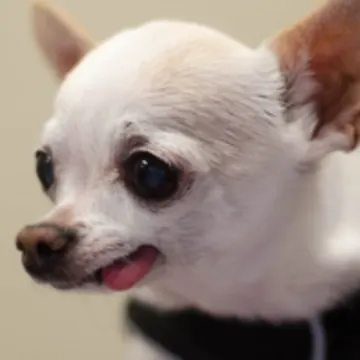 White Chihuahua with its tongue sticking out